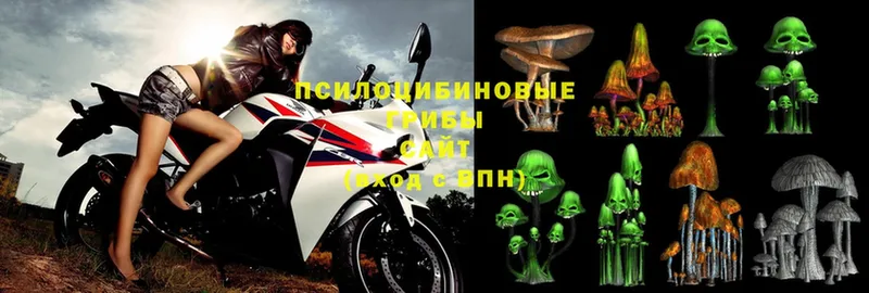 Псилоцибиновые грибы Psilocybe  Новокузнецк 