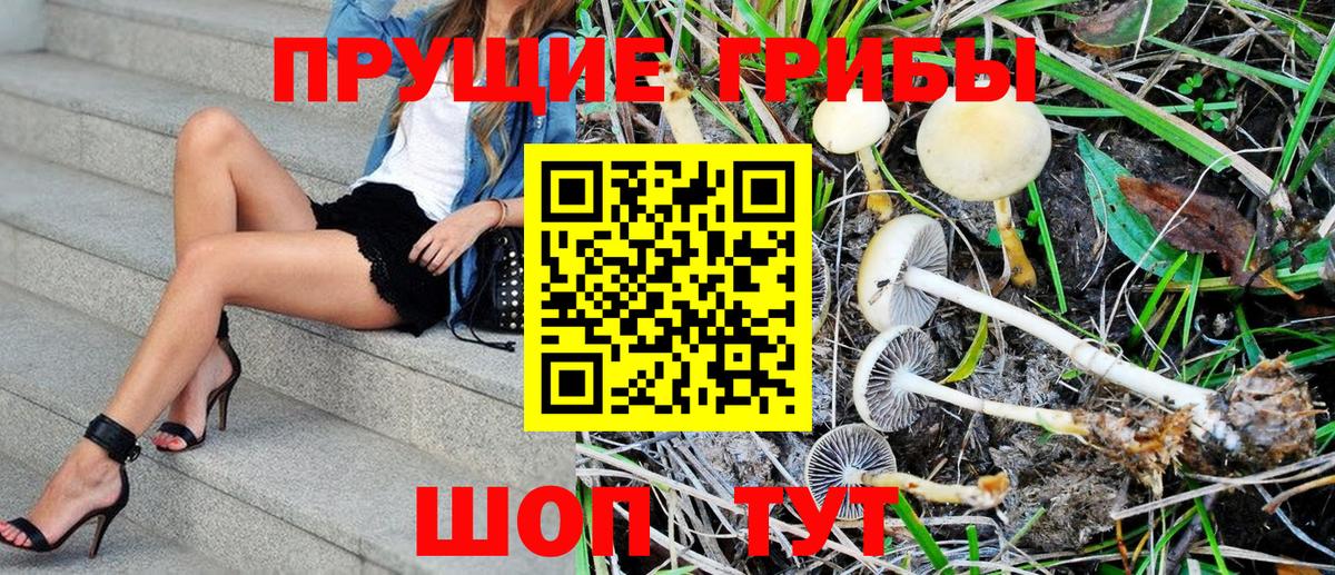 Псилоцибиновые грибы GOLDEN TEACHER Новокузнецк